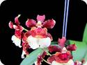 Oncidium Jairak Fragrance Gum Pagan